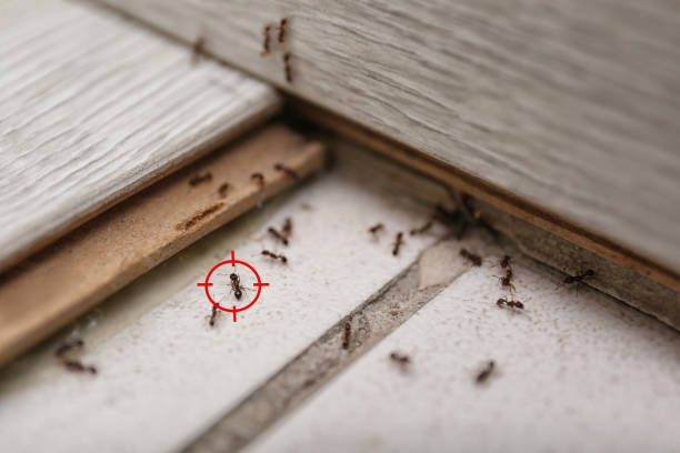 Best Flea Control Services  in Lford, MI
